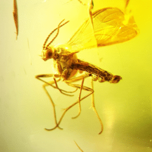 Inkluzja MUCHA - KOMAR owad w BURSZTYNIE bryłka NA PREZENT + CERTYFIKAT