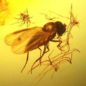 Inkluzja MUCHA owad w BURSZTYNIE bryłka NA PREZENT + CERTYFIKAT