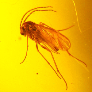 Inkluzja MUCHA - KOMAR owad w BURSZTYNIE bryłka NA PREZENT + CERTYFIKAT