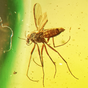 MUCHA owad w BURSZTYNIE bryłka INKLUZJA na PREZENT + CERTYFIKAT