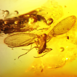 MUCHA owad w BURSZTYNIE bryłka INKLUZJA na PREZENT + CERTYFIKAT