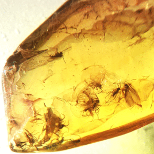 Inkluzja 10x MUCHA - KOMAR owad w BURSZTYNIE bryłka NA PREZENT + certyfikat UNIKAT